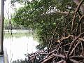 25 - Mangrove 080
